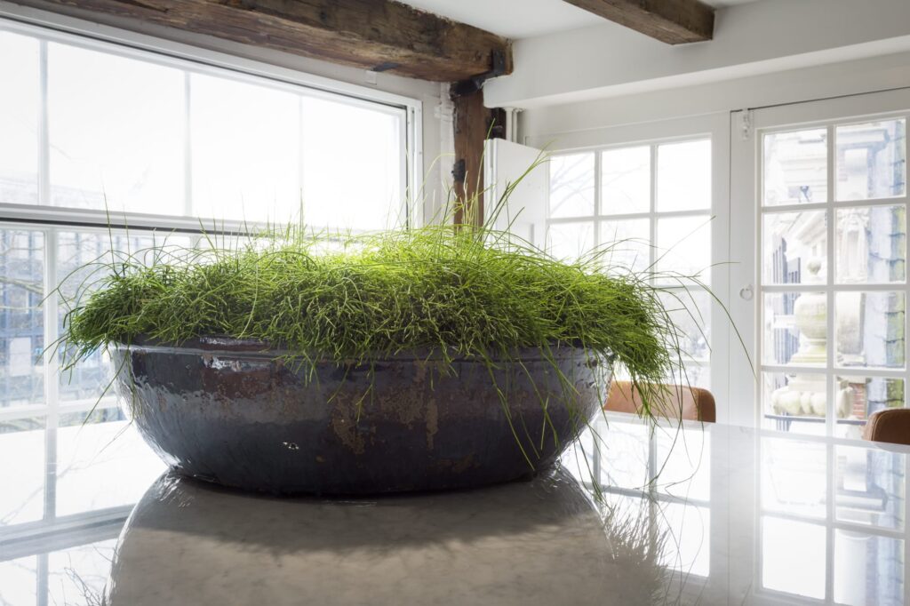 Planten op kantoor door Bloei Interieurbeplanting.