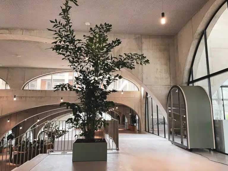 Boom op kantoor bij westbeat Amsterdam door Bloei Interieurbeplanting.