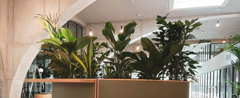 Planten op kantoor bij Westbeat Amsterdam door Bloei.