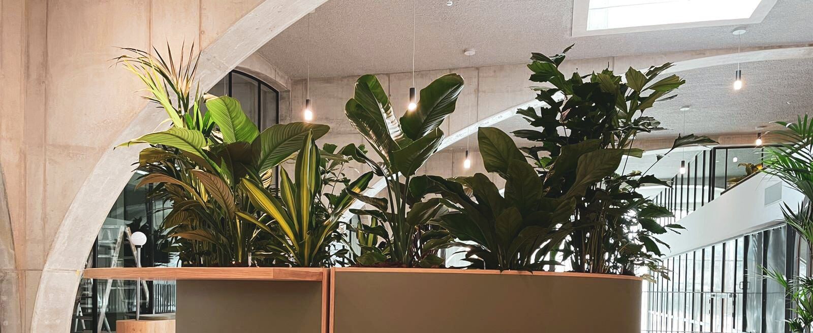 Planten op kantoor bij Westbeat Amsterdam door Bloei.