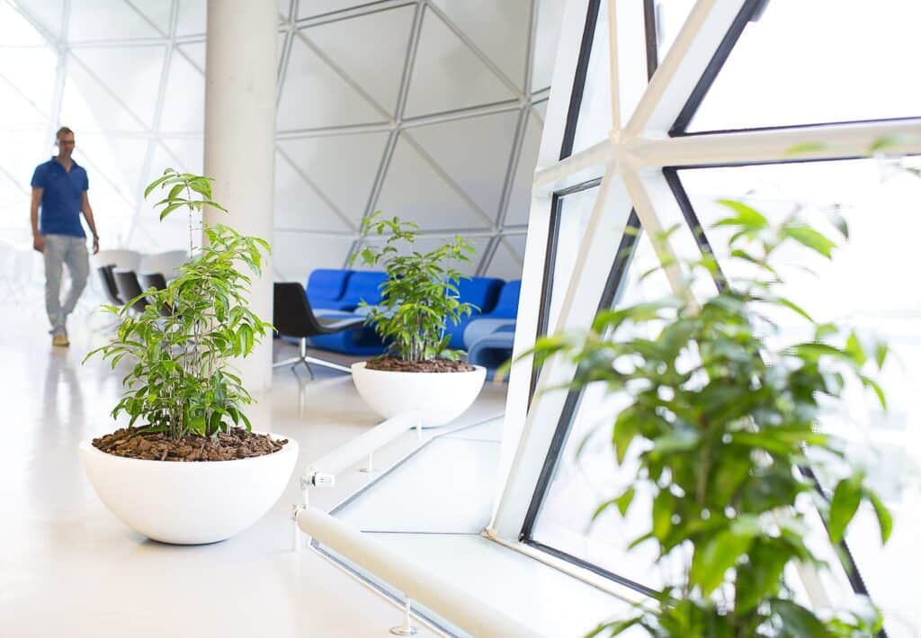 Luchtzuiverende planten voor kantoor door Bloei.