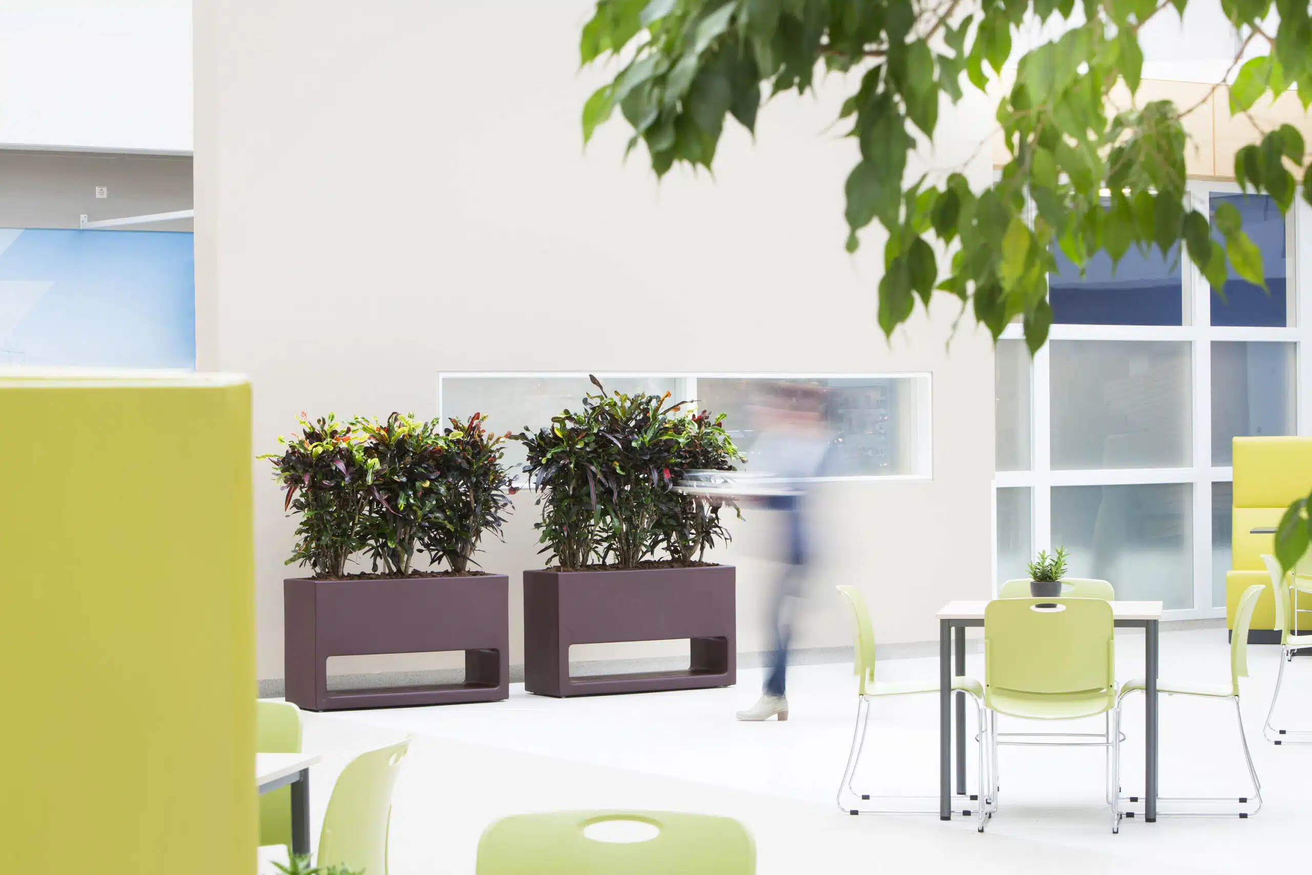 Planten voor kantoor in het CWZ in Nijmegen door Bloei.