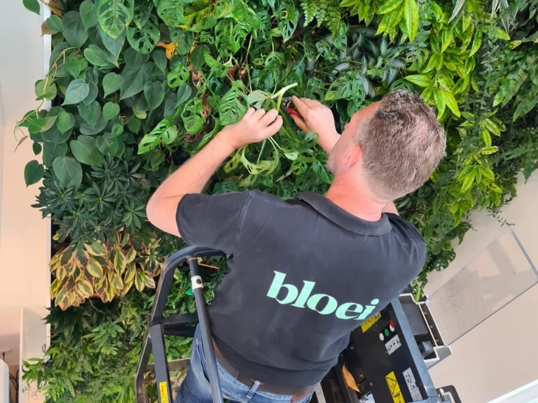 Bloei Interieurbeplanting
